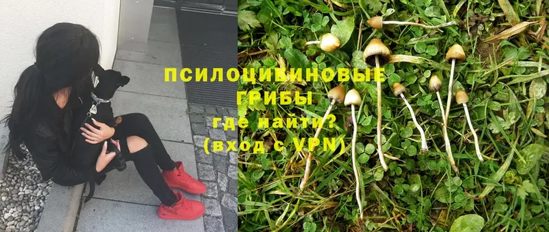 Галлюциногенные грибы Magic Shrooms  Тырныауз 